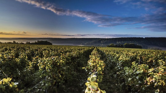 Beautiful vineyards of Vouette et Sorbée Beautiful vineyards of Vouette et Sorbée